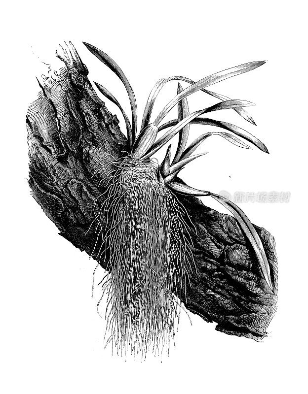 古董植物学插图:兰花树上