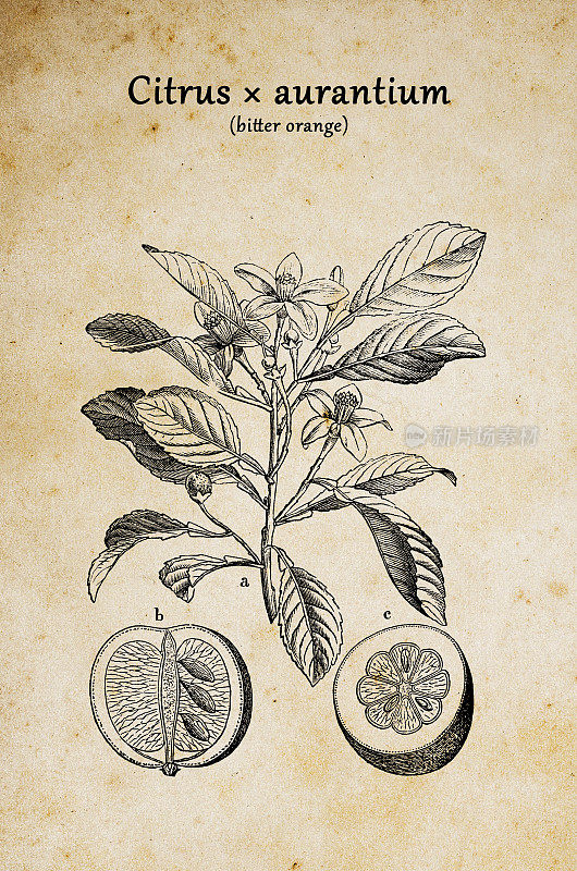 植物学植物仿古雕刻插图:柑橘(苦橙、塞维利亚橙、酸橙、大桔)