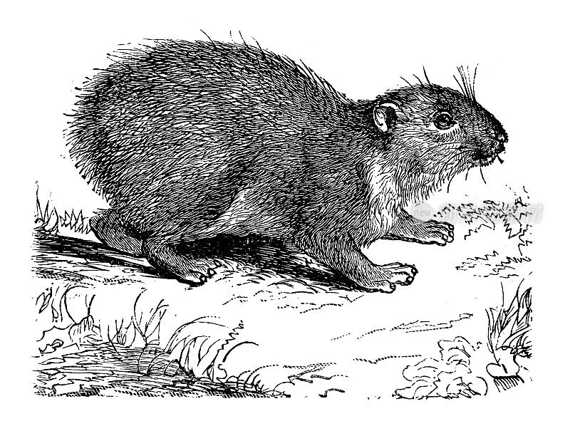 古玩动物插图:岩兔、普罗维亚岩兔、海角岩兔、岩兔