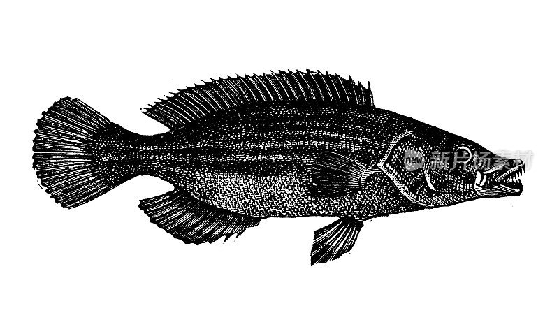 古董动物插图:唇形草、濑鱼