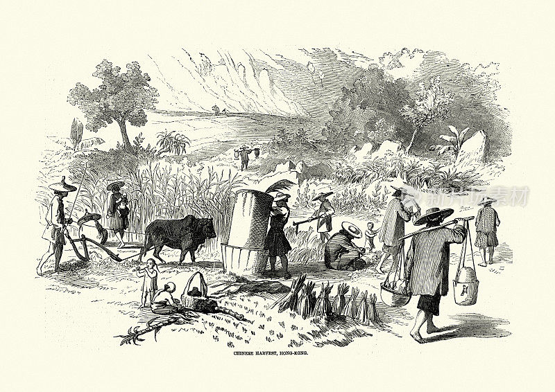 中国农民带来丰收，香港，19世纪
