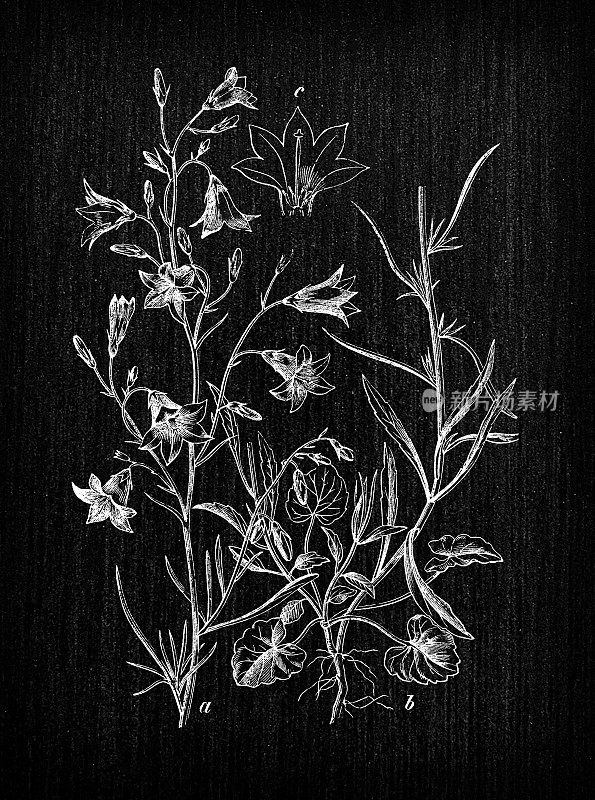 植物学植物仿古雕刻插画:圆叶风铃(harebell)