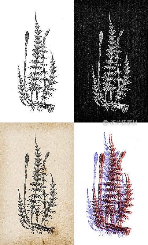 古代植物学插图:木贼(木贼)