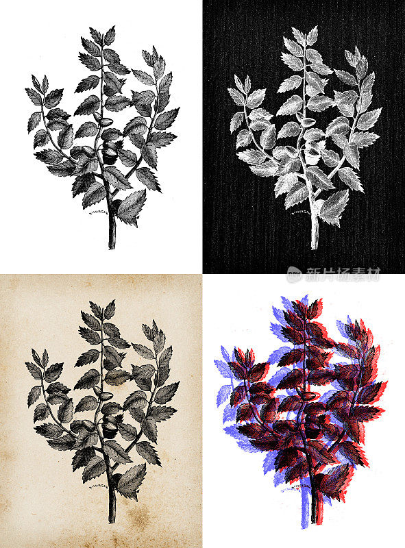 古代植物学插图:栓皮栎、栓皮栎