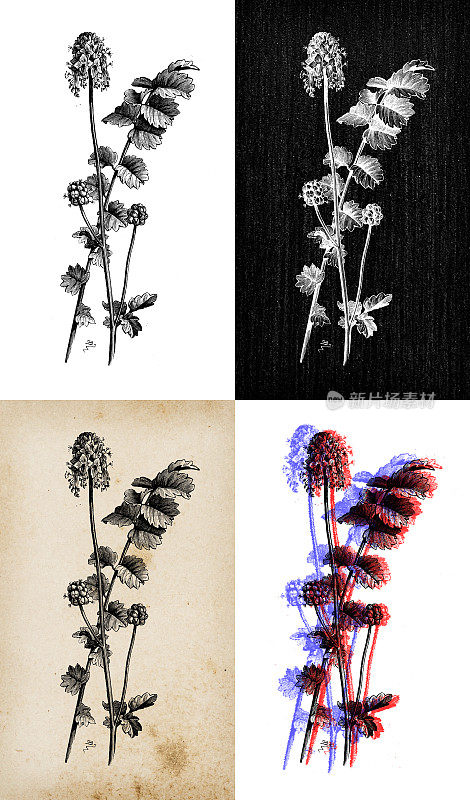 古董植物学插图:地榆，沙拉地榆，花园地榆