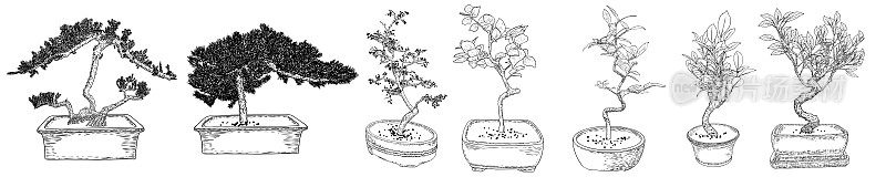 套盆景日本树生长在花盆。线条艺术的迷你树植物与树枝和分枝插图。向量。