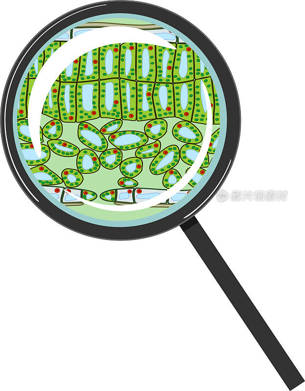 白色背景下，放大镜下植物叶片显微结构剖面图