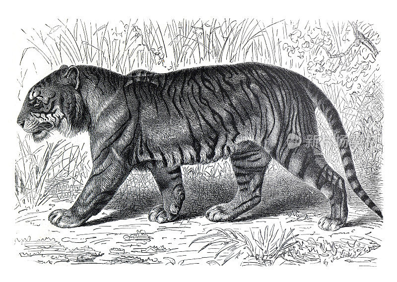 经典的老虎或老虎插图。野生动物。非洲。手绘野生老虎插图。复古的风格。