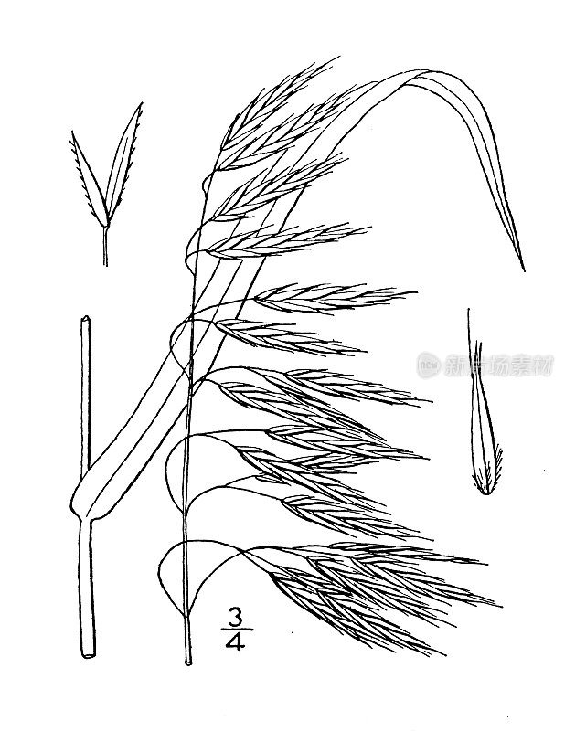 古植物学植物插图:纤毛雀麦、流苏雀麦