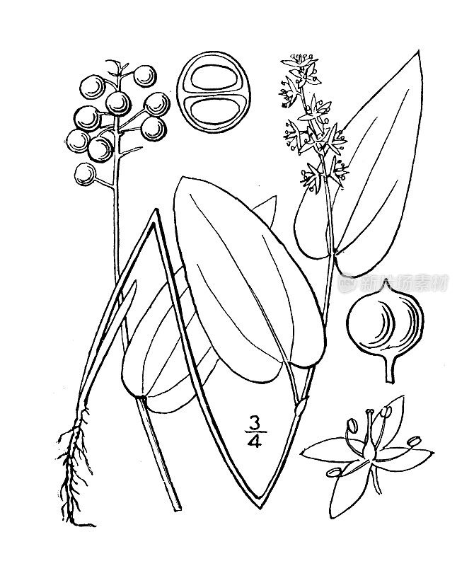 古植物学植物插图:加拿大一枝百合，铃兰