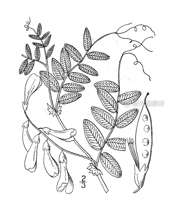 古董植物学植物插图:美洲豌豆，美国野豌豆