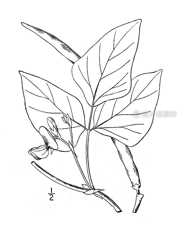 古植物学植物插图:豇豆，牛豌豆，中国豆