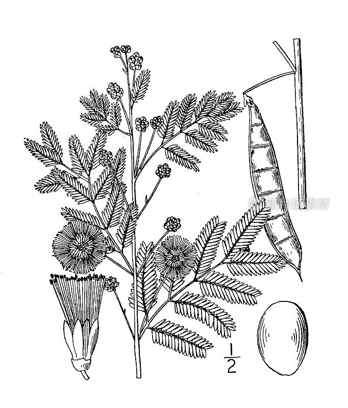 古植物学植物插图:金合欢、草原金合欢