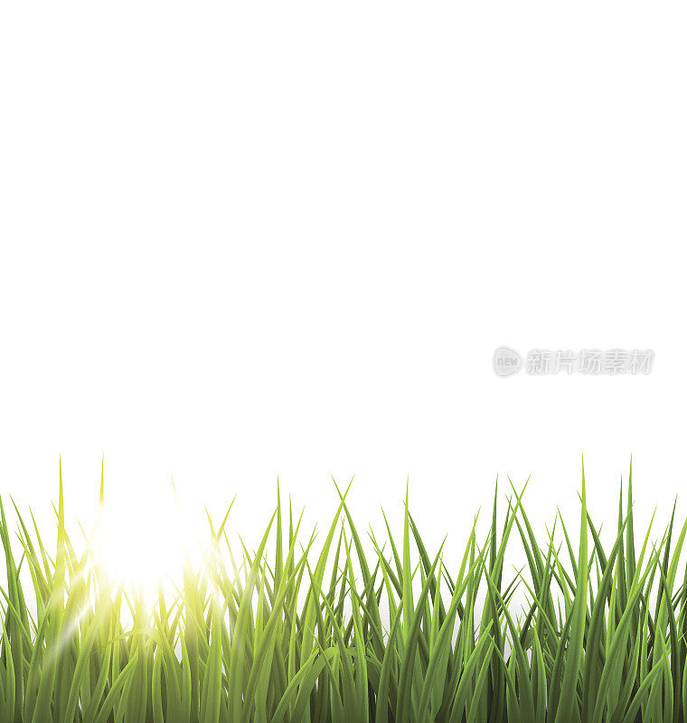 绿草草坪与日出上的白色。花自然春天