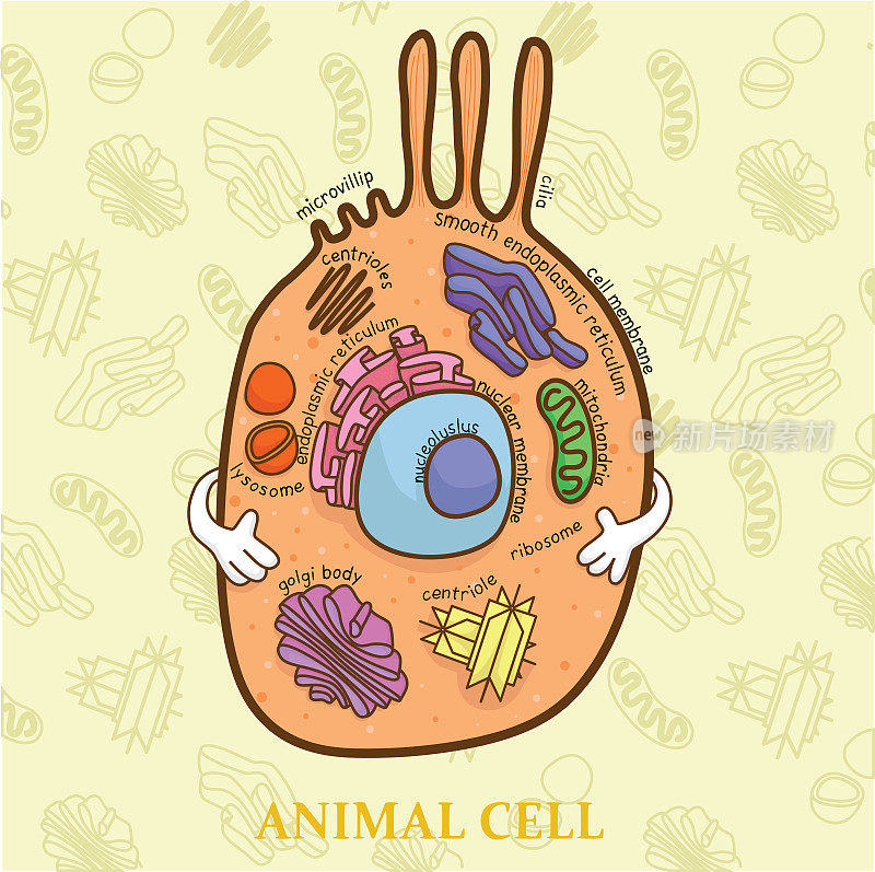 动物细胞图生物学教育图