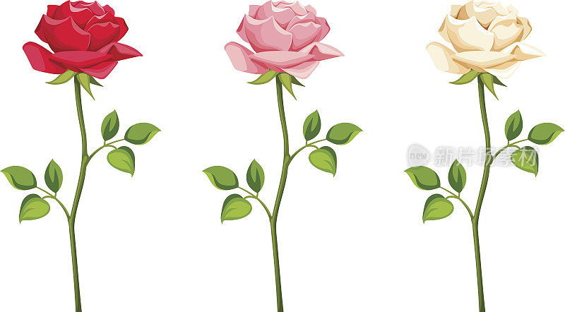 一组红色，粉红色和白色的带茎的玫瑰。矢量插图。
