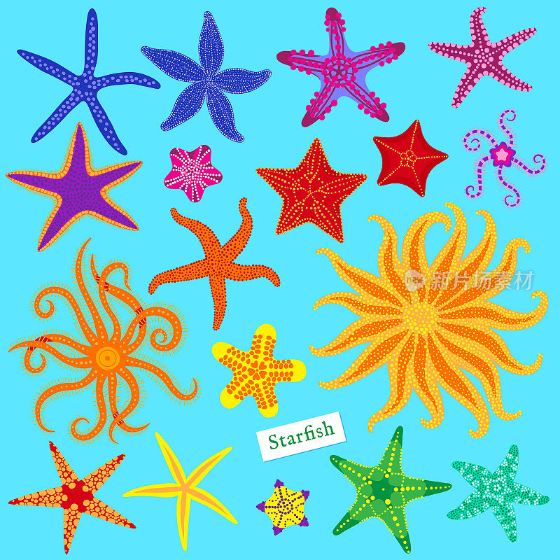 海星。五彩缤纷的海星。海星是水下无脊椎动物。矢量图