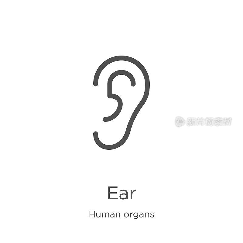 耳朵图标向量从人体器官收集。细线耳朵轮廓图标矢量插图。轮廓，细线耳朵图标用于网站设计和移动，应用程序开发。