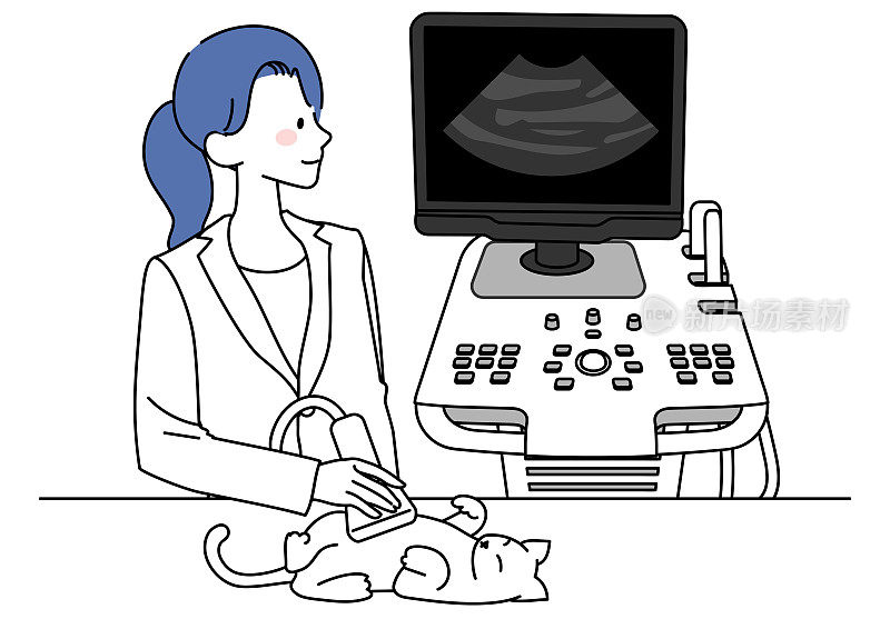 兽医正在给一只猫做超声心动图。