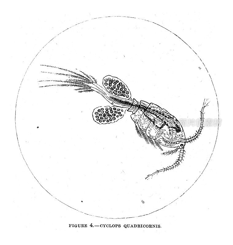 19世纪插图;显微镜和载玻片;独眼巨人quadricornis;《哈珀斯月刊》1859年