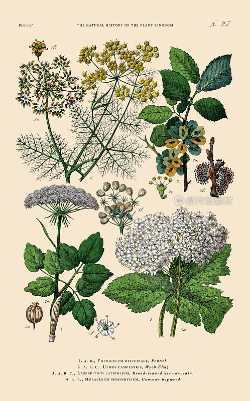 手工着色的植物雕刻，植物王国的历史，维多利亚植物插图，板27，大约1853年