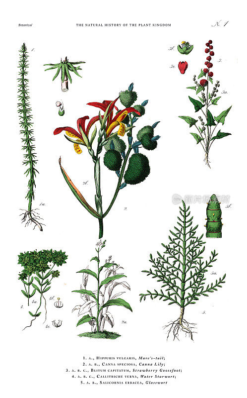 古董植物雕刻，植物王国的历史，维多利亚植物插图，盘子1，大约1853年