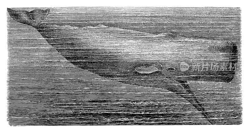 抹香鲸(大头鲸)是最大的齿鲸和最大的齿类捕食者。