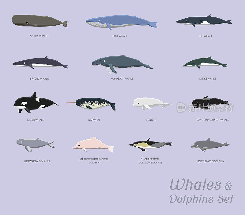 鲸鱼和海豚设置卡通矢量插图