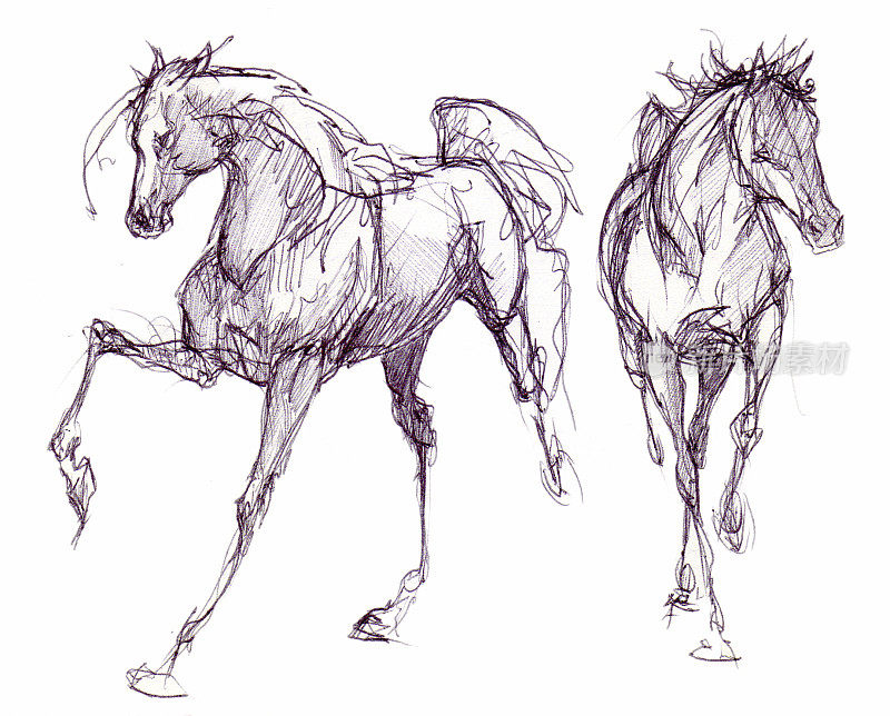 用墨水画的两匹马