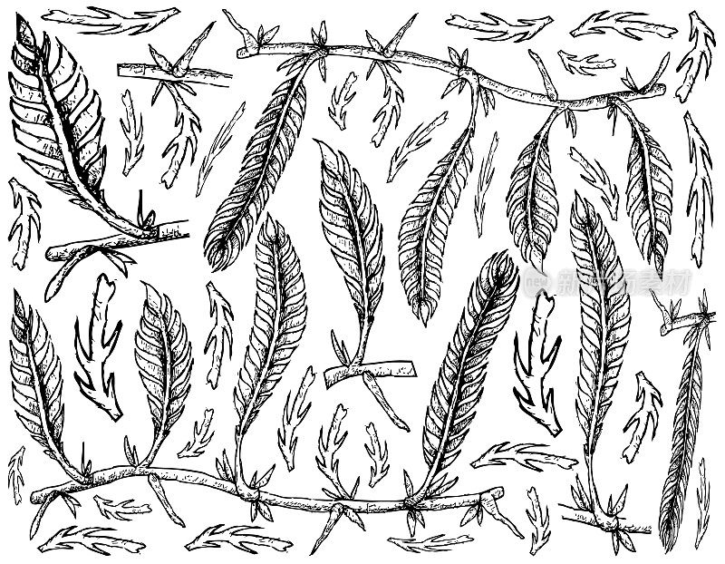手工绘制的杉叶藻在白色背景