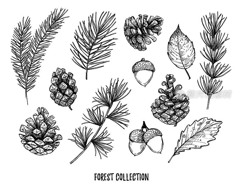 手绘矢量插图-森林秋天收集。云杉的树枝，橡子，松果，落叶。设计元素的邀请，贺卡，引言，博客，海报，印刷品