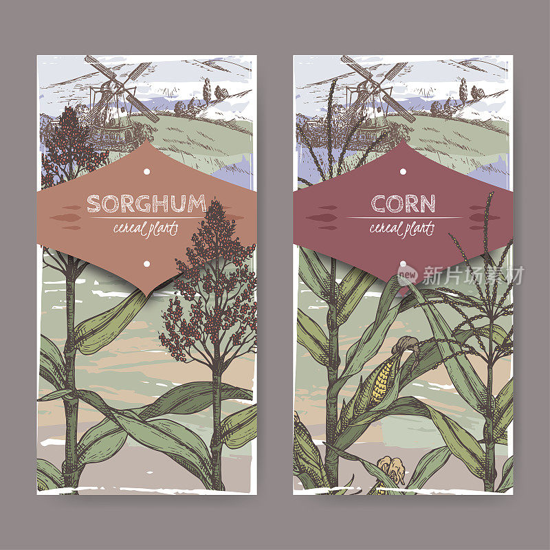 两套复古标签高粱双色和玉米又名玉米或玉米五月色草图。谷类植物收集。