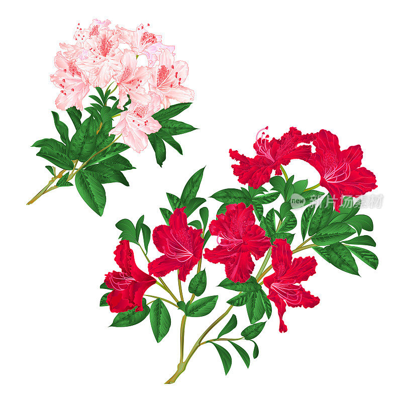 树枝上浅粉色和红色的花朵杜鹃花山地灌木，在白色背景下设置六个复古矢量插图可编辑