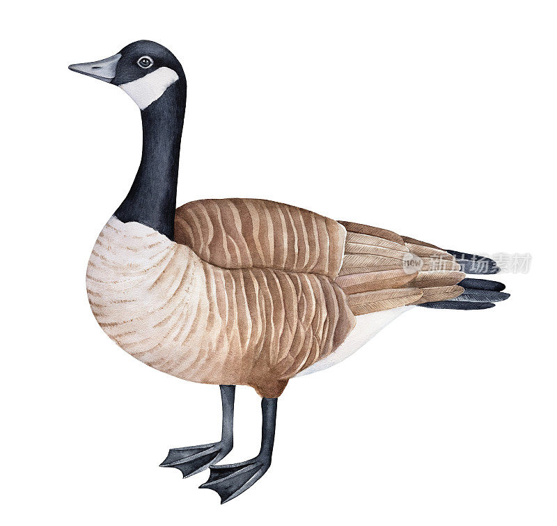 站立加拿大鹅(加拿大黑雁)水彩画插图。单只鸟，侧视图。象征着社交、繁荣、和平。手绘水彩图形绘制，镂空设计元素。
