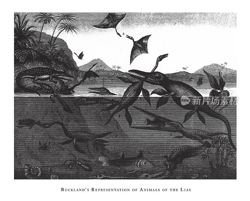巴克兰的《利亚动物的表现，化石和利亚动物雕刻古董插图的表现》，1851年出版