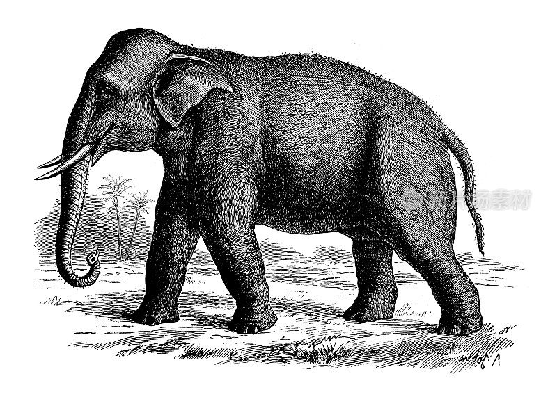 仿古动物插图:印度象
