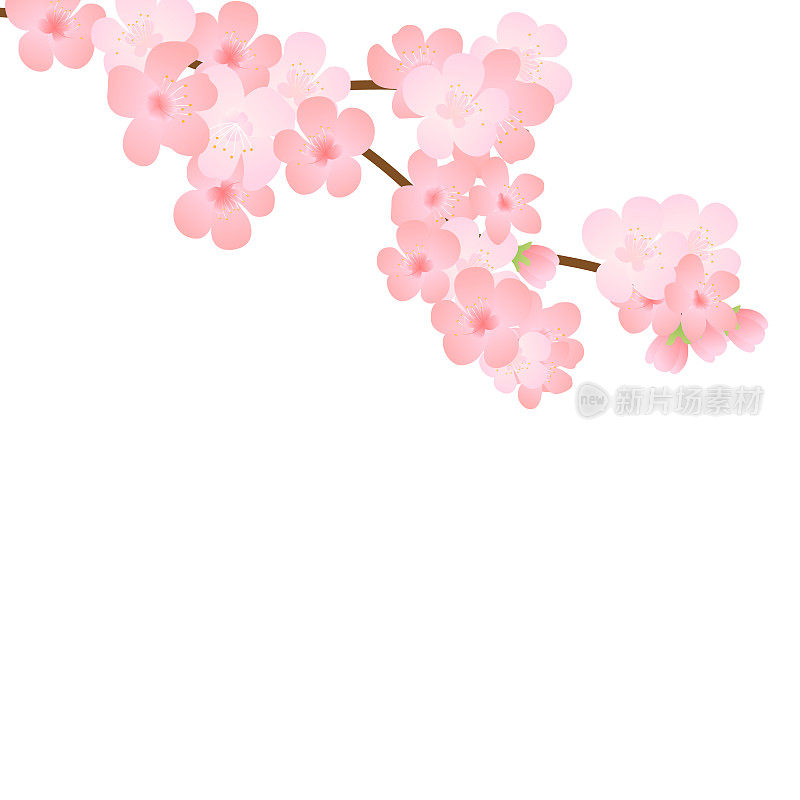 矢量插图与粉红色的花，花蕾，花瓣盛开的树枝飞行。真实的设计孤立透明的背景。17、花开树细枝集，花开集。花的树枝。