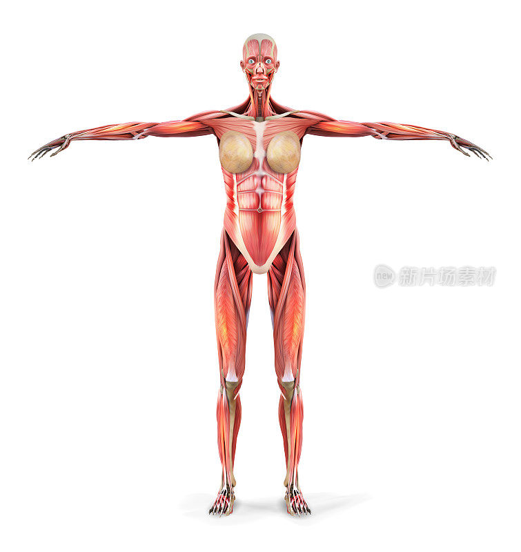 人体解剖学。女人的身体肌肉。矢量插图。