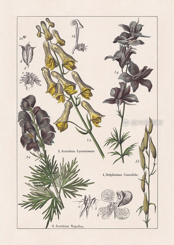 毛茛科，芍药科，色版画，1895年出版
