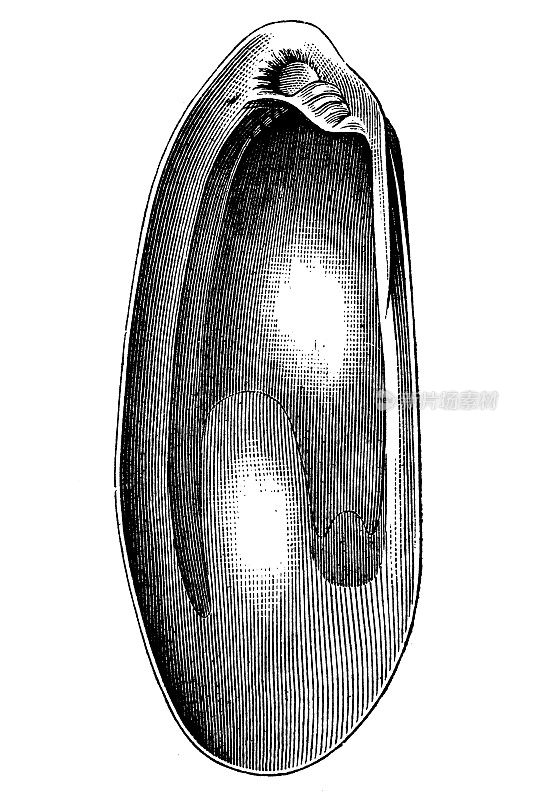 中新世的海生牡蛎是一种已灭绝的海生牡蛎属