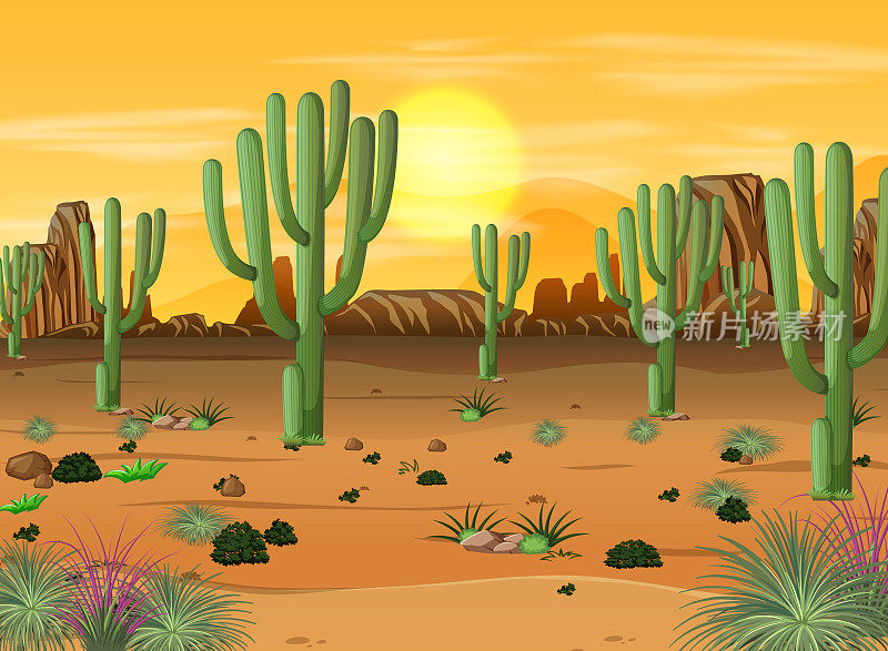 沙漠森林景观在日落时分景色中有许多仙人掌