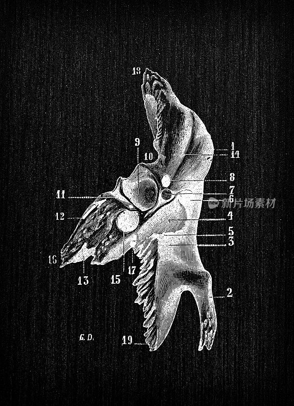 人体解剖骨骼古董插图，头骨:颞骨