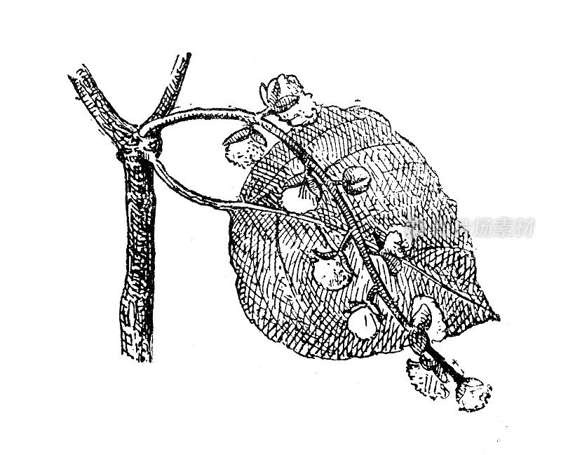 古玩插画:杨树(Populus)