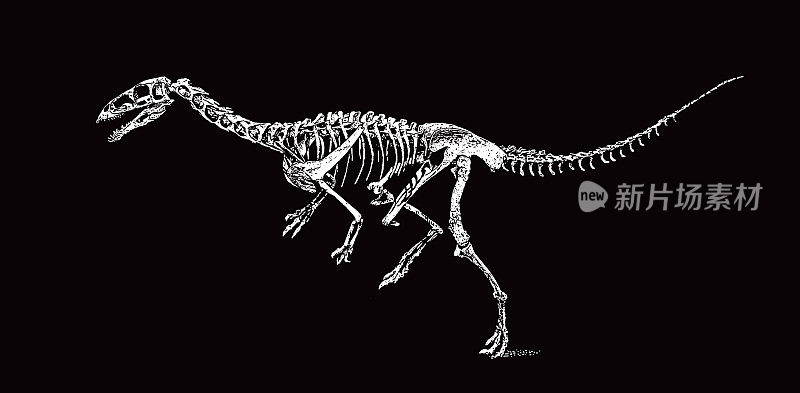 白垩纪的恐龙骨架