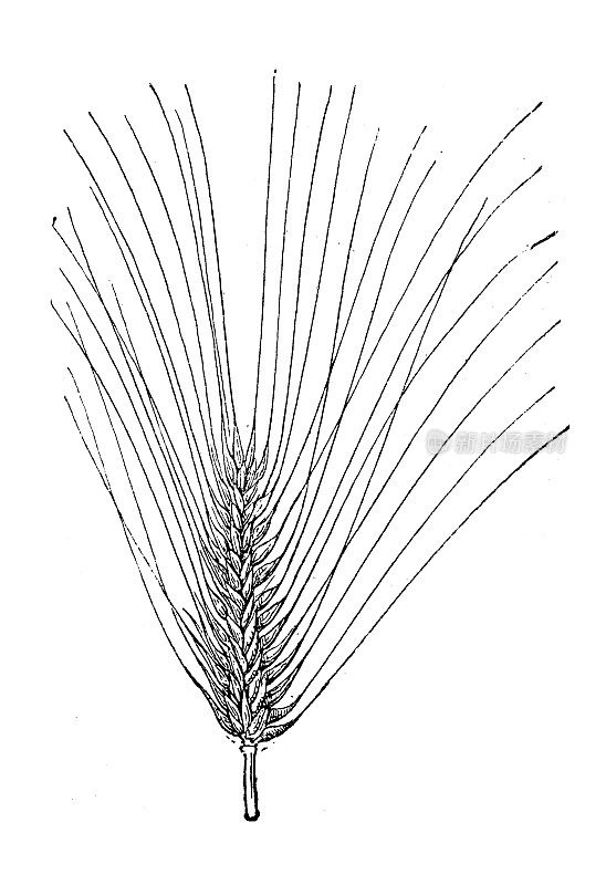 古董插图:大麦