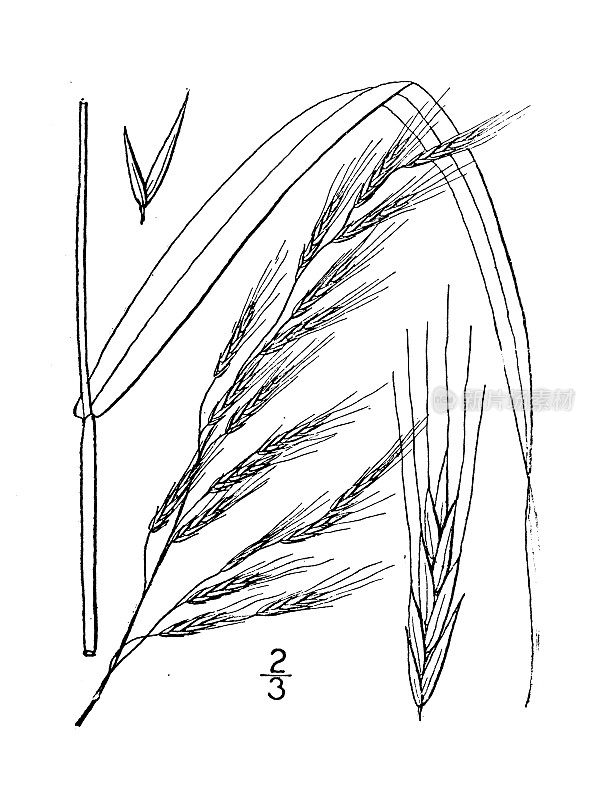 古植物学植物插图:羊茅、大羊茅