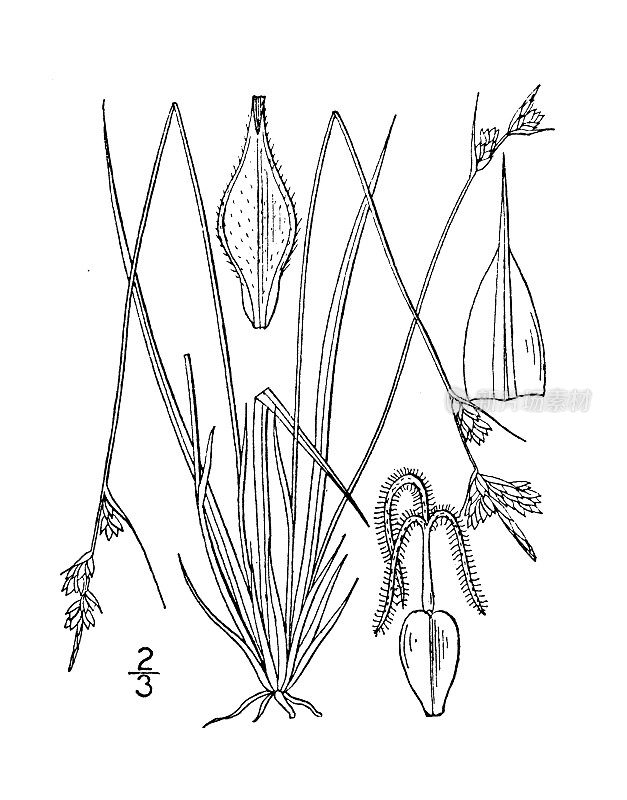 古植物学植物插图:苔草、埃蒙斯的莎草