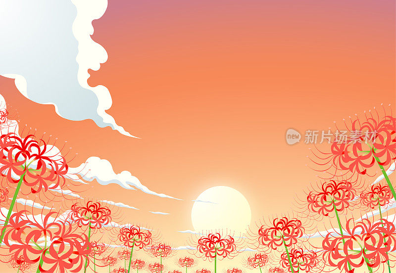 红簇的孤挺花在夕阳的天空下