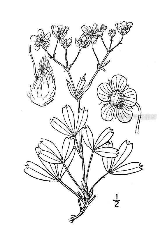 古植物学植物插图:翻白草、三齿五叶