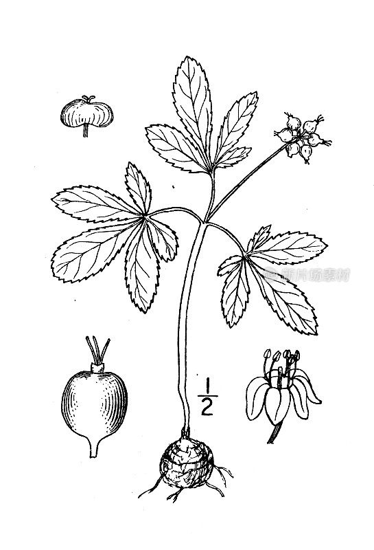 古植物学植物插图:三叶草、矮人参